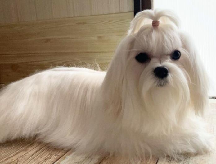 親犬のプロフィール画像