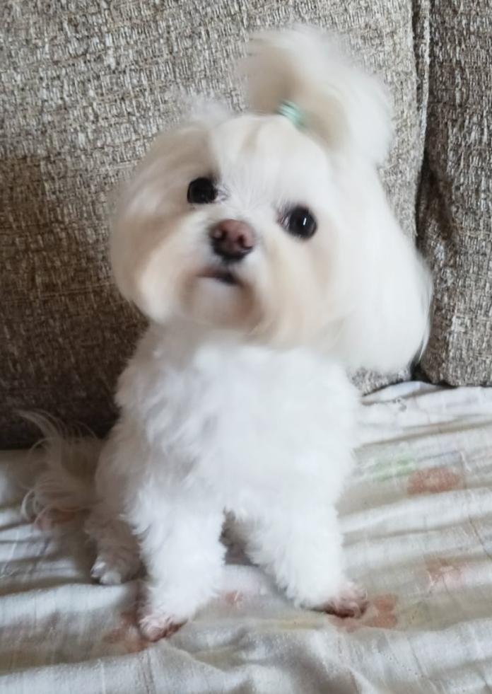 犬のプロフィール画像