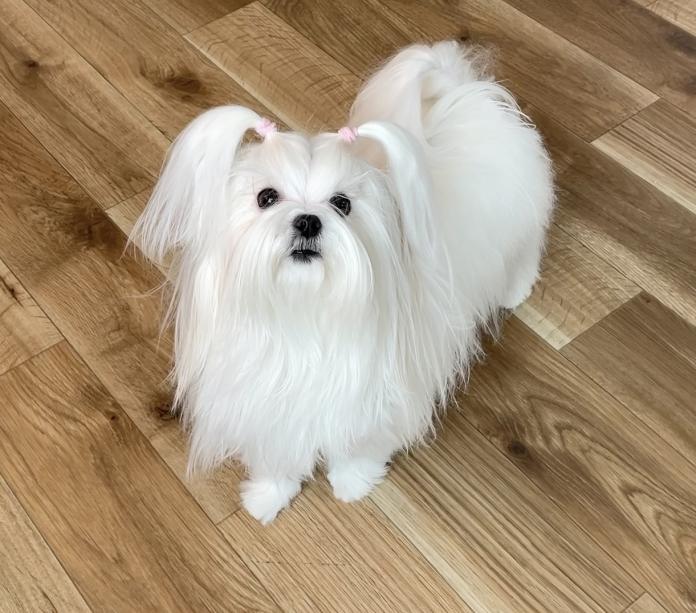 犬のプロフィール画像