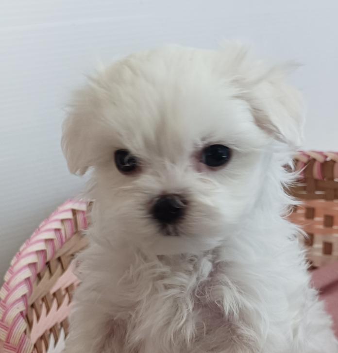 マルチーズ(富山県・女の子・2026/03/03・ホワイト)の子犬情報! | 武田 由美ブリーダー(1315)