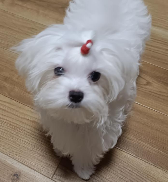 マルチーズ(1315)の子犬情報
