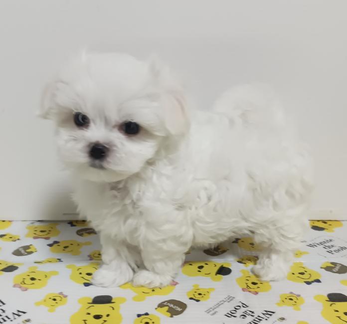 マルチーズ(1315)の子犬情報