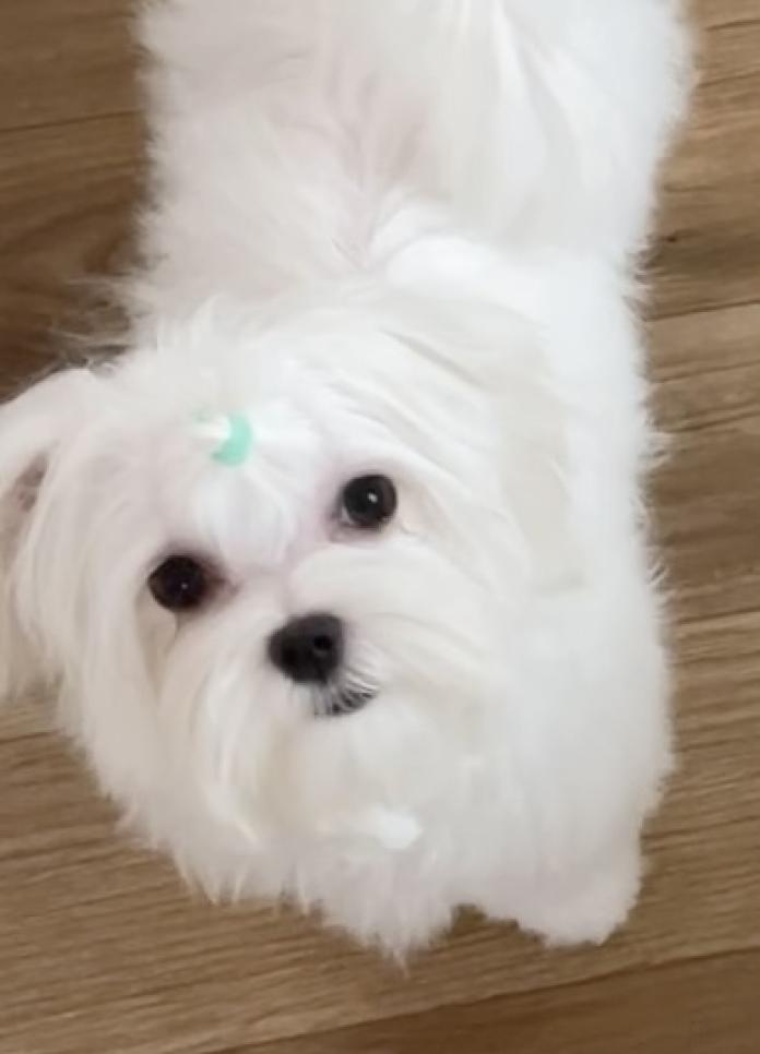 マルチーズ(1541)の子犬情報