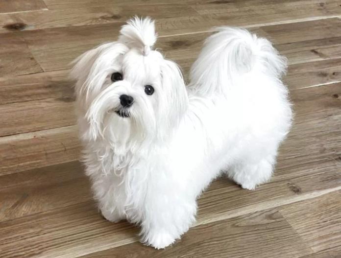 犬のプロフィール画像