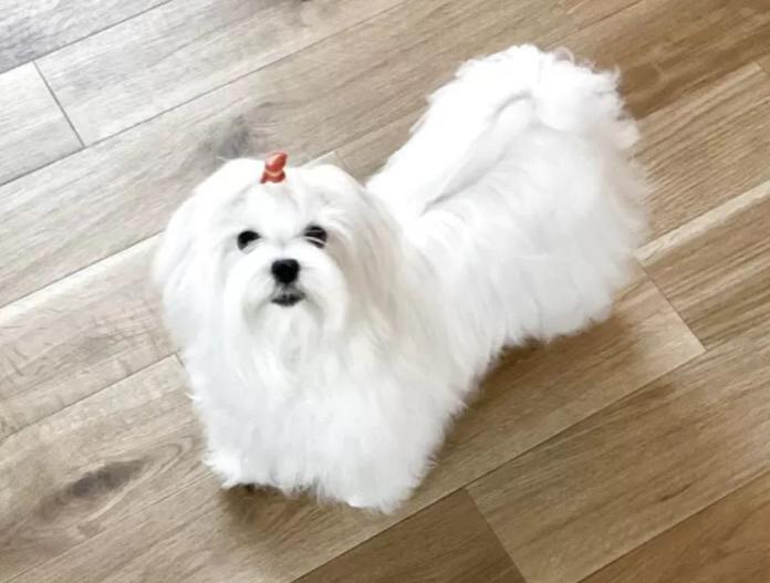 犬のプロフィール画像