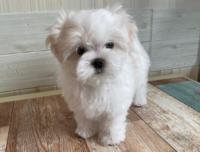 マルチーズ(富山県・男の子・2025/09/01・ホワイト)の子犬情報! | 武田 由美ブリーダー(707)