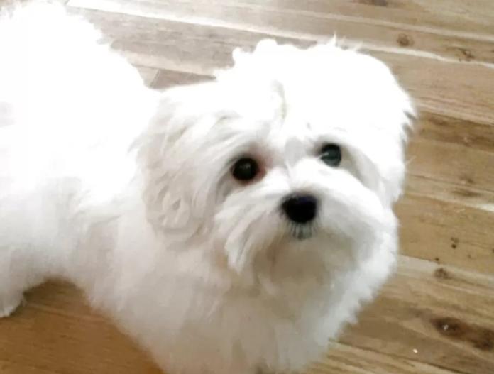 マルチーズ(富山県・男の子・2025/09/01・ホワイト)の子犬情報! | 武田 由美ブリーダー(707)