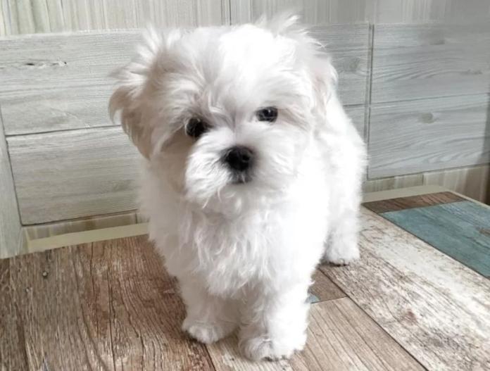 マルチーズ(富山県・男の子・2025/09/01・ホワイト)の子犬情報! | 武田 由美ブリーダー(707)
