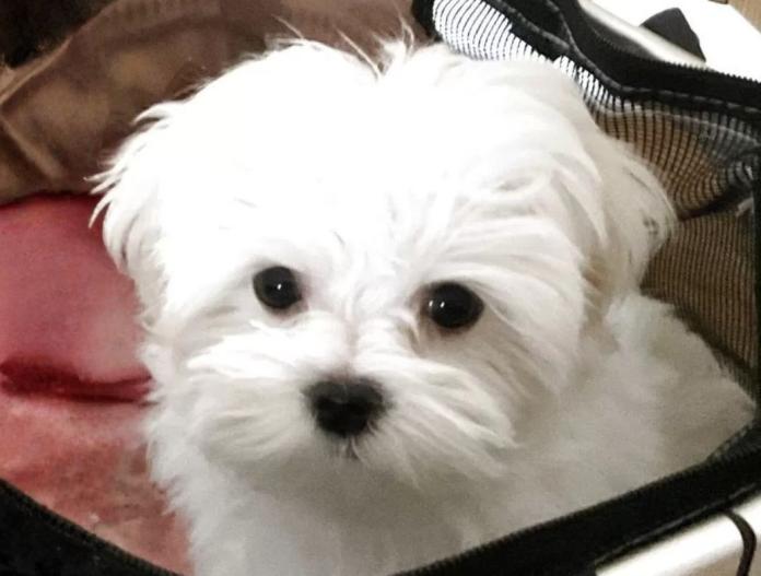 マルチーズ(富山県・男の子・2025/09/01・ホワイト)の子犬情報! | 武田 由美ブリーダー(707)