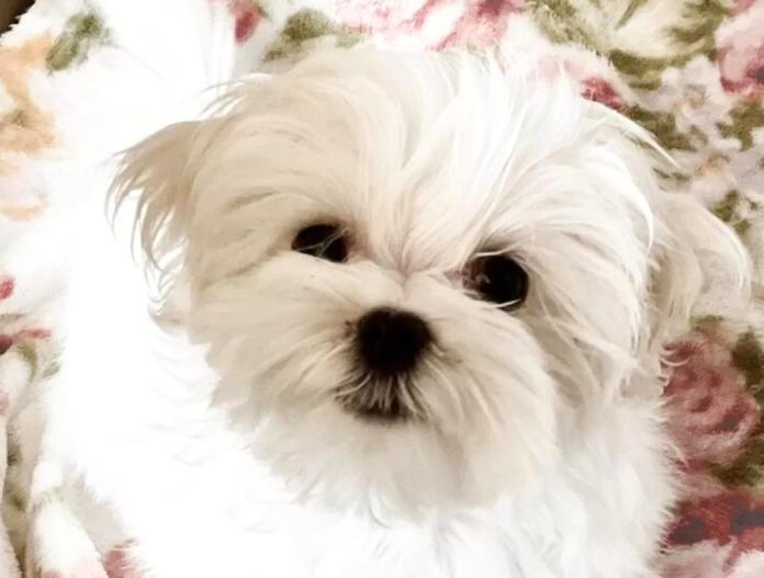 マルチーズ(富山県・男の子・2025/09/01・ホワイト)の子犬情報! | 武田 由美ブリーダー(707)