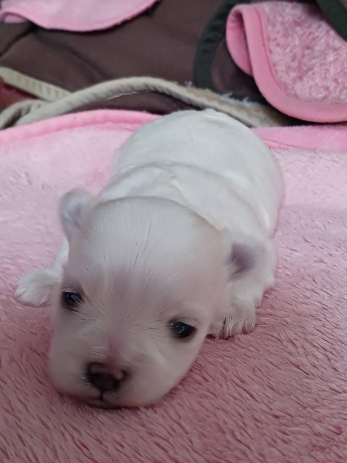 マルチーズ(富山県・女の子・2025/11/20・ホワイト)の子犬情報! | 武田 由美ブリーダー(862)