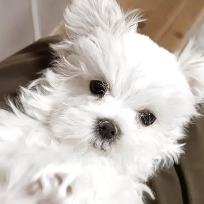 マルチーズ(富山県・女の子・2025/11/20・ホワイト)の子犬情報! | 武田 由美ブリーダー(862)