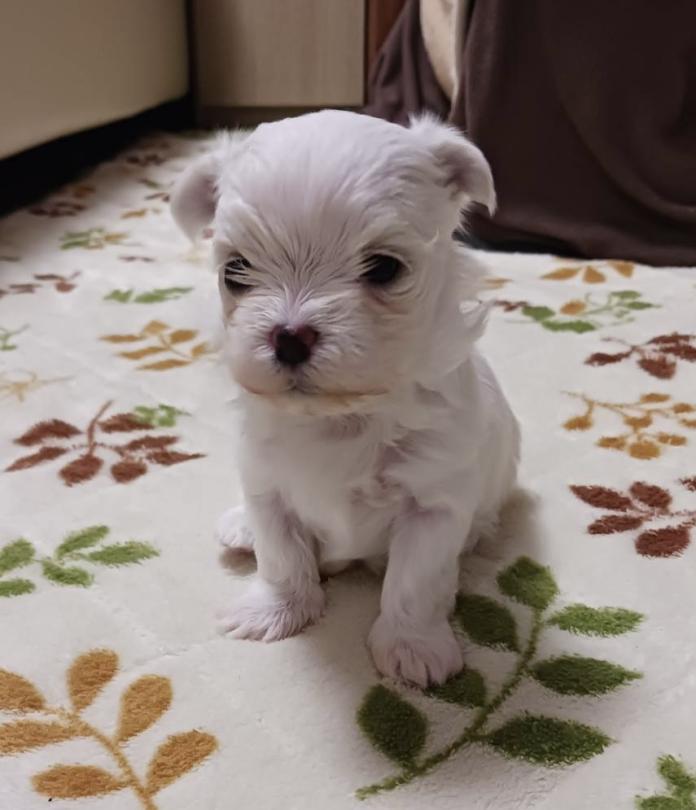 マルチーズ(富山県・女の子・2025/11/20・ホワイト)の子犬情報! | 武田 由美ブリーダー(862)