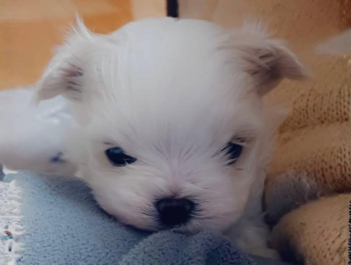 マルチーズ(富山県・女の子・2025/11/20・ホワイト)の子犬情報! | 武田 由美ブリーダー(862)