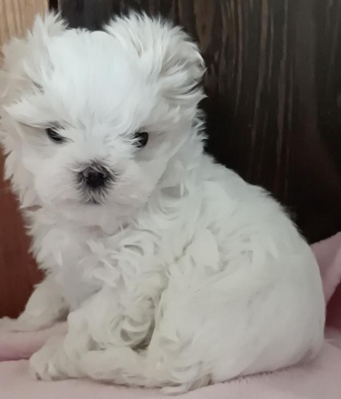マルチーズ(富山県・女の子・2025/11/20・ホワイト)の子犬情報! | 武田 由美ブリーダー(862)