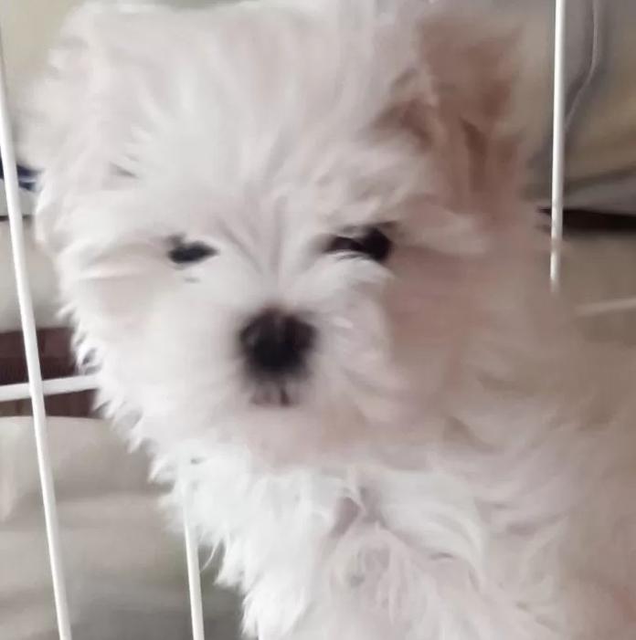 マルチーズ(富山県・女の子・2025/11/20・ホワイト)の子犬情報! | 武田 由美ブリーダー(862)