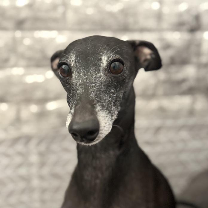 犬のプロフィール画像