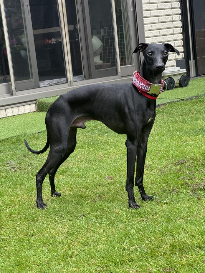 犬のプロフィール画像