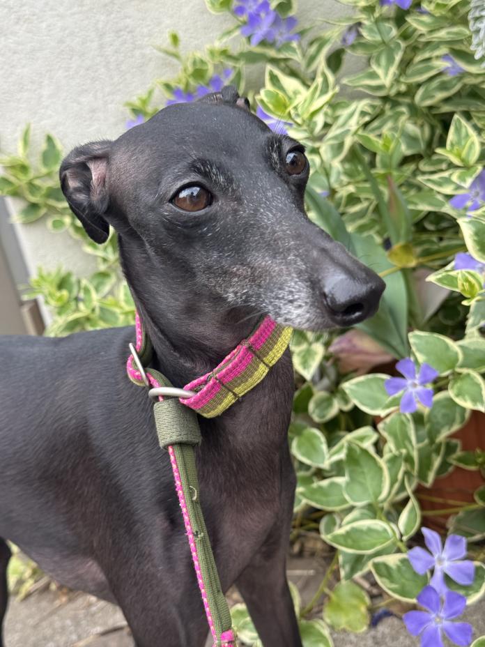 犬のプロフィール画像