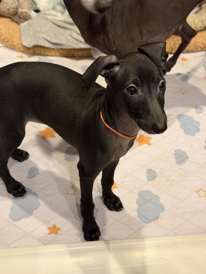 イタリアングレーハウンド(千葉県・女の子・2026/02/25・ブラック)の子犬情報! | 大西 直子ブリーダー(1390)