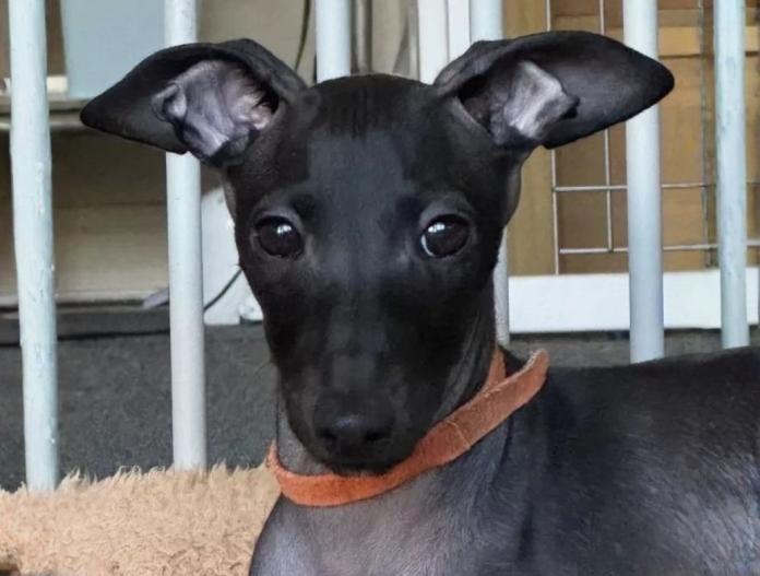 イタリアングレーハウンド(千葉県・男の子・2024/05/12・ブラック)の子犬情報! | 大西 直子ブリーダー(907)
