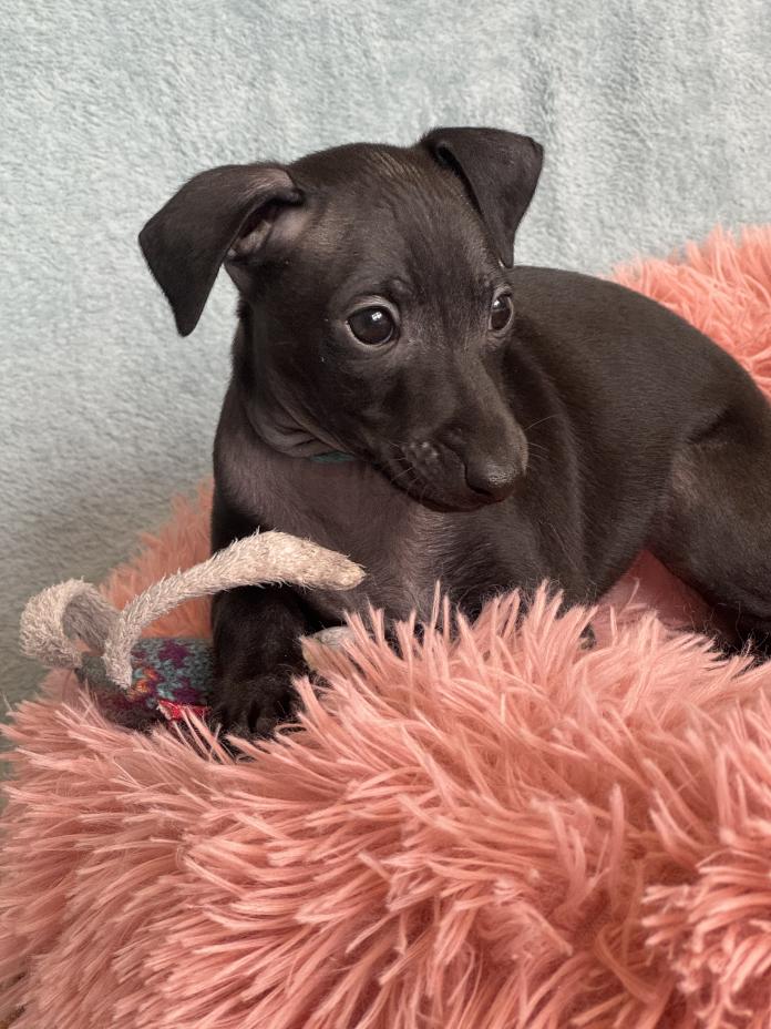 イタリアングレーハウンド(千葉県・男の子・2025/11/23・ブラックホワイトマーキング)の子犬情報! | 大西 直子ブリーダー(974)