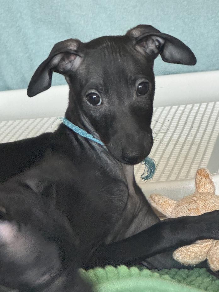 イタリアングレーハウンド(千葉県・男の子・2025/11/23・ブラックホワイトマーキング)の子犬情報! | 大西 直子ブリーダー(974)