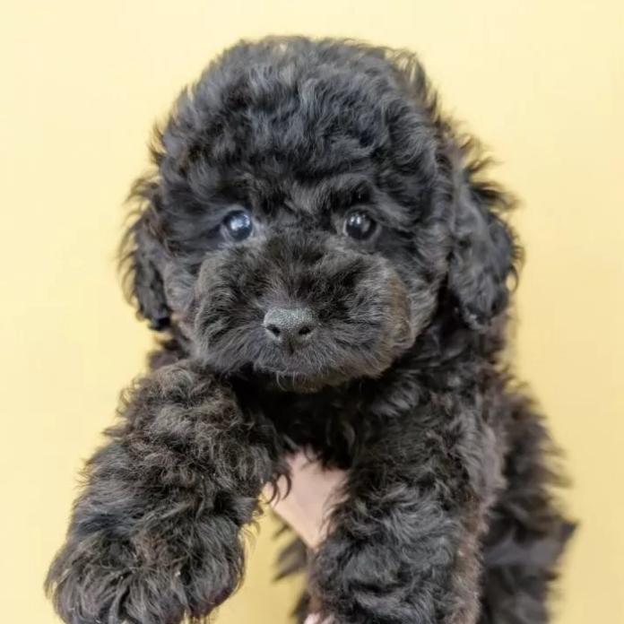 トイプードル(山梨県・女の子・2025/12/17・ブラック)の子犬情報! | 堀口 良子ブリーダー(1187)