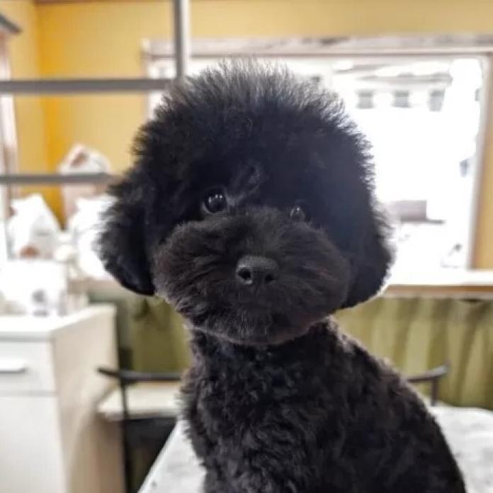 トイプードル(1187)の子犬情報