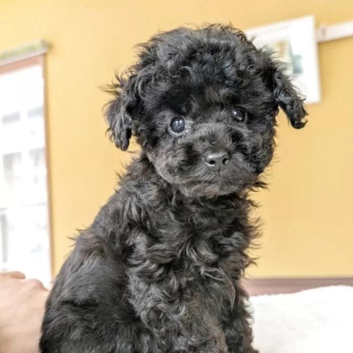 トイプードル(山梨県・女の子・2025/12/17・ブラック)の子犬情報! | 堀口 良子ブリーダー(1188)
