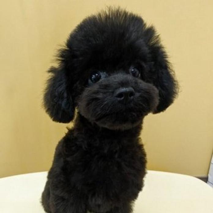 トイプードル(1188)の子犬情報