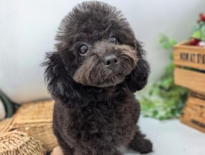 トイプードル(山梨県・男の子・2024/07/09・ブラック)の子犬情報! | 堀口 良子ブリーダー(908)