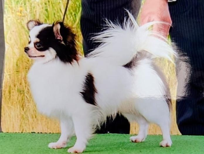 犬のプロフィール画像