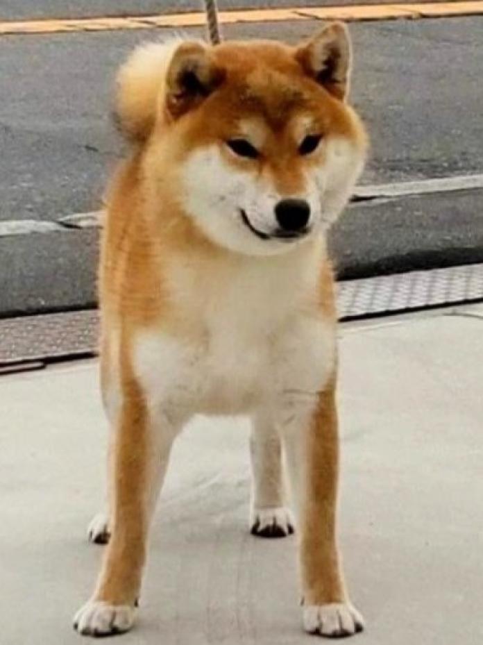 犬のプロフィール画像