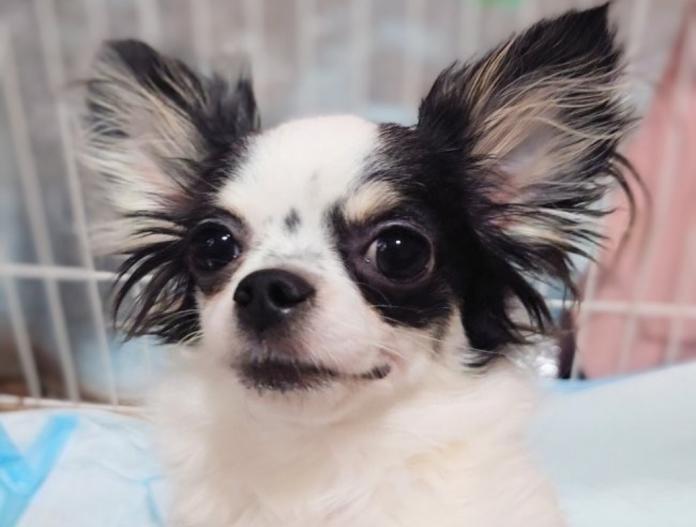 犬のプロフィール画像