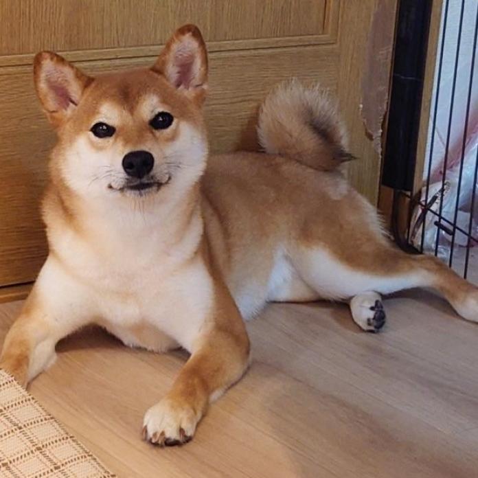 犬のプロフィール画像