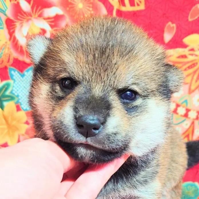 柴犬(標準サイズ)(大阪府・女の子・2026/03/01・赤)の子犬情報! | 前田 早苗ブリーダー(1258)