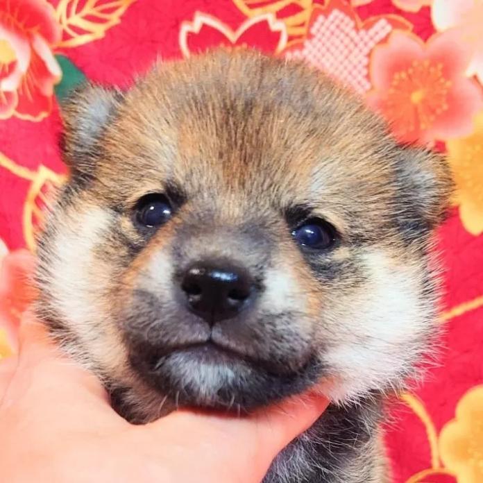 柴犬(標準サイズ)(大阪府・女の子・2026/03/01・赤)の子犬情報! | 前田 早苗ブリーダー(1258)