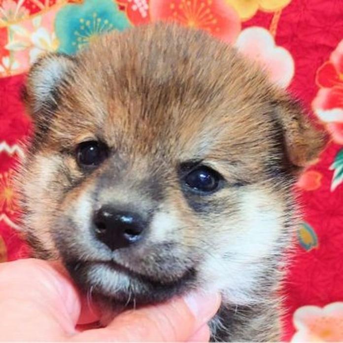 柴犬(標準サイズ)(1258)の子犬情報