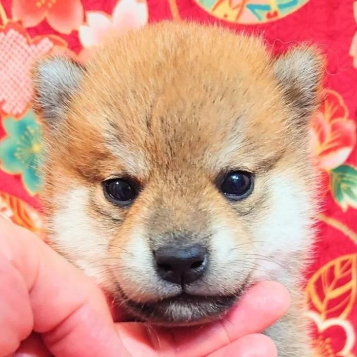 柴犬(標準サイズ)(大阪府・男の子・2026/03/01・赤)の子犬情報! | 前田 早苗ブリーダー(1259)