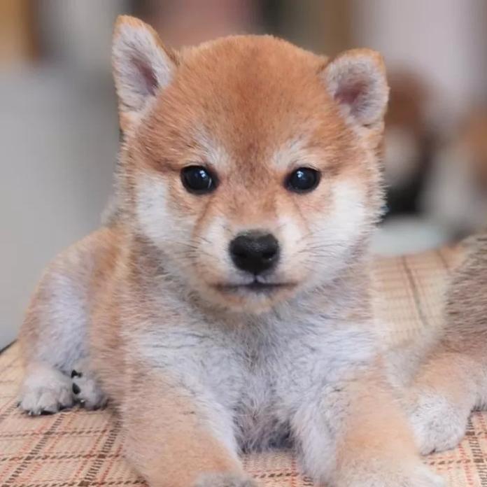 柴犬(標準サイズ)(大阪府・男の子・2026/03/01・赤)の子犬情報! | 前田 早苗ブリーダー(1259)