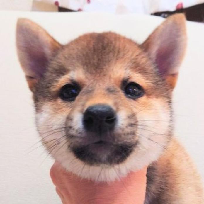 柴犬(標準サイズ)(大阪府・男の子・2026/03/01・赤)の子犬情報! | 前田 早苗ブリーダー(1260)