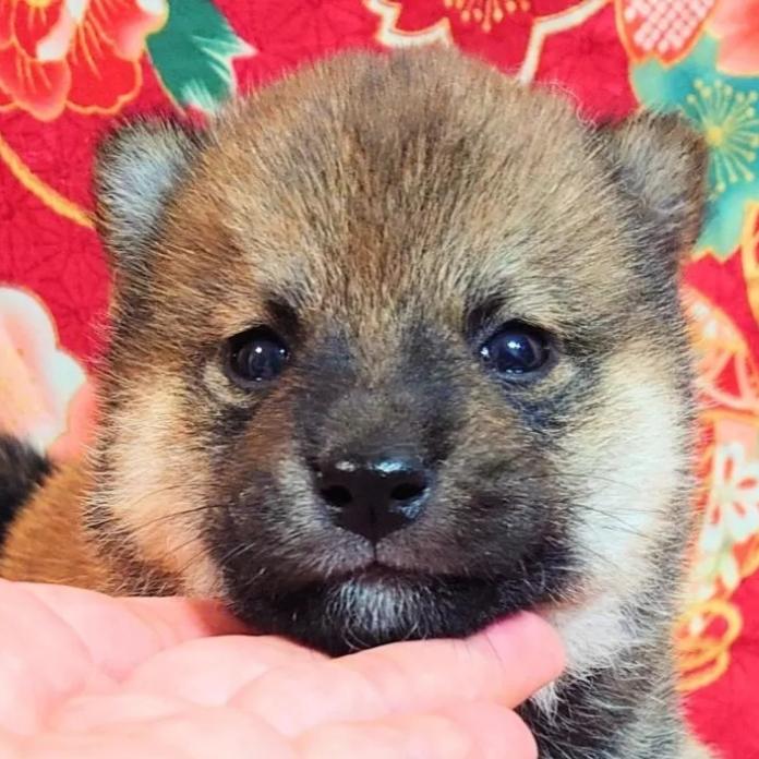 柴犬(標準サイズ)(大阪府・男の子・2026/03/01・赤)の子犬情報! | 前田 早苗ブリーダー(1260)