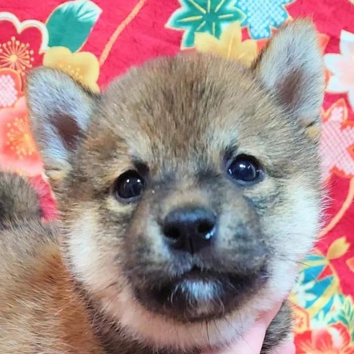 柴犬(標準サイズ)(大阪府・男の子・2026/03/01・赤)の子犬情報! | 前田 早苗ブリーダー(1260)