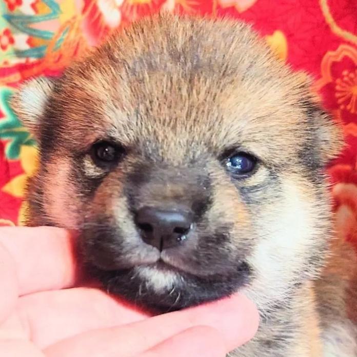 柴犬(標準サイズ)(大阪府・女の子・2026/03/01・赤)の子犬情報! | 前田 早苗ブリーダー(1261)