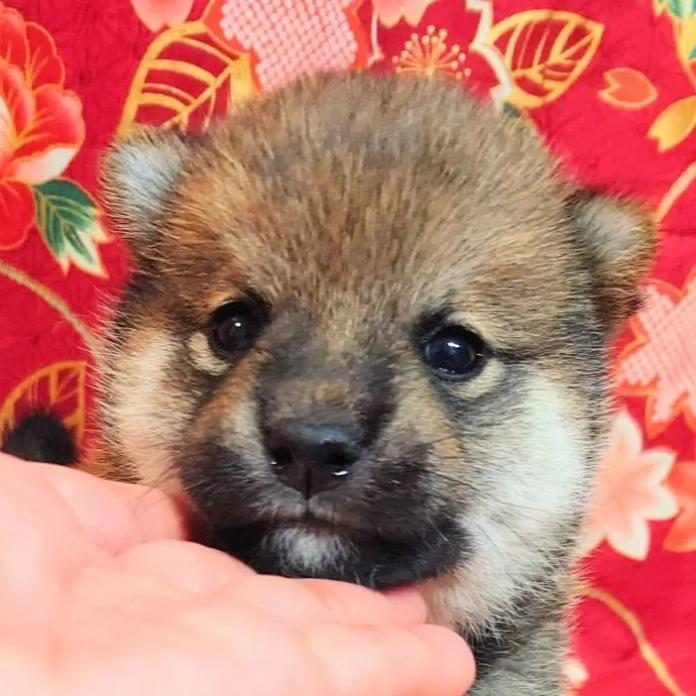 柴犬(標準サイズ)(大阪府・女の子・2026/03/01・赤)の子犬情報! | 前田 早苗ブリーダー(1261)