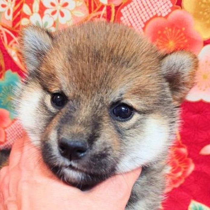 柴犬(標準サイズ)(1261)の子犬情報