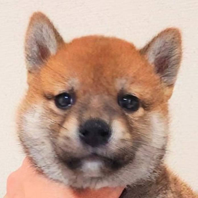 柴犬(標準サイズ)(大阪府・男の子・2026/03/03・赤)の子犬情報! | 前田 早苗ブリーダー(1278)