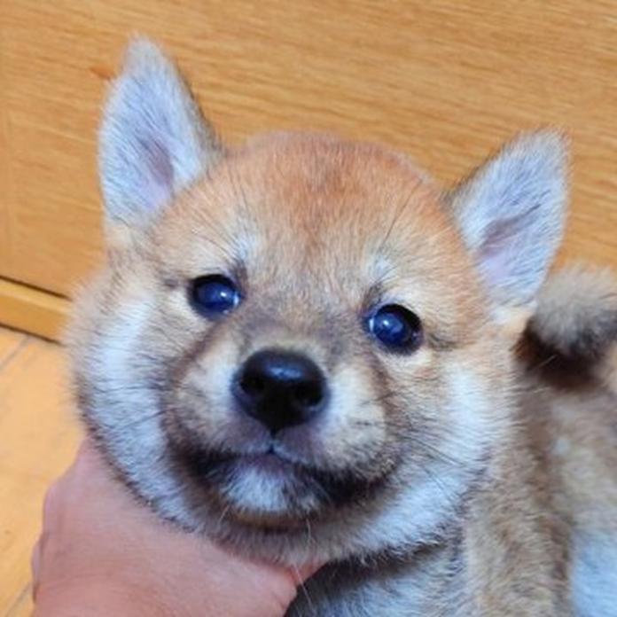 柴犬(標準サイズ)(大阪府・男の子・2026/03/03・赤)の子犬情報! | 前田 早苗ブリーダー(1278)