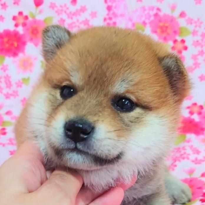 柴犬(標準サイズ)(大阪府・男の子・2026/03/03・赤)の子犬情報! | 前田 早苗ブリーダー(1279)